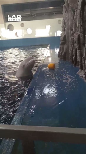 Beluga Whale Uses Hydro Blast to Retrieve Toy 👏 (🎥: ViralHog)
