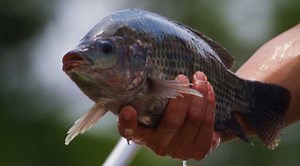 DSM-FIRMENICH AND ALLIX PARTNER