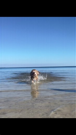 #miamiinkbullies #miami #beach #sandbar #pitbull