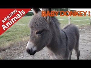 LOVING BABY DONKEY FULL OF LOVE LOOKING FOR CUDDLES ! MOST BEAUTIFUL ANIMAL !