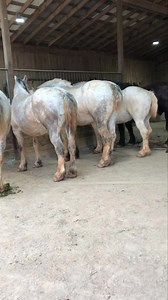 753 reactions · 15 shares | Spring body in progress! This warm weather is allowing us to get a jump start on the season. The barn is full of Percheron draft horses waiting for their spring glow up! Hair cuts, new shoes, vaccinations and wormer, etc. stay tuned for more videos! Don’t forget we are OPEN and expecting and beautiful Friday and weekend! Come feed the animals!  | Lazy 5 Ranch | Facebook