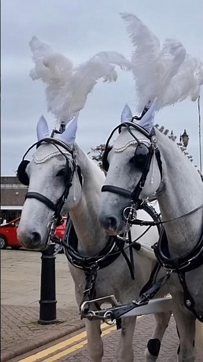 Hearse history, horse and motor #hearse #horsedrawnhearse