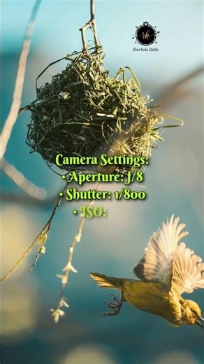 “Environmental Bird Portraits: A Bird Without Context Is Just a Photo.” #facts