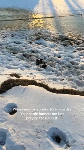 These freezing temperatures are BRUTAL on your farmers and livestock. Saving cows from frozen ponds, constantly busting ice for them to drink, increased calf mortality due to freezing, equipment not starting, the list goes on and on. No days off— the weather doesn’t care. #farmlife #cattlefarmer #frozenpond
