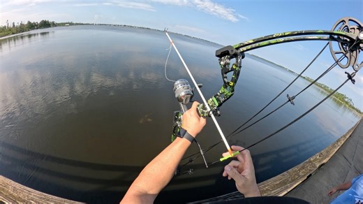 7.9K views · 91 reactions | Bowfishing BIG fish for shark bait! #fishing #bowfishing #muzzybowfishing #allamericansharkfishing #sharks #blackdrum | All American Shark Fishing | Facebook