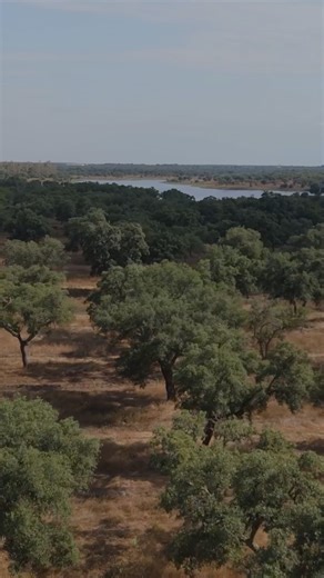 The cork oak forest is a unique and invaluable ecosystem, at the heart of everything we do at Amorim Cork. This vibrant landscape, home to cork oaks and a diverse range of native species, is essential to both biodiversity and the environment. But the cork oak forest is more than just the source of our cork. It’s a responsibility we embrace, leading us towards a more sustainable and harmonious future. #AmorimCork #Sustainablebynature #AmorimCorkStoppers #CorkStoppers #Cork #TheGuardionsOfCork | A