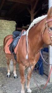 2.2K views · 26 reactions | A haflingi kisló vagy avelignese ló...