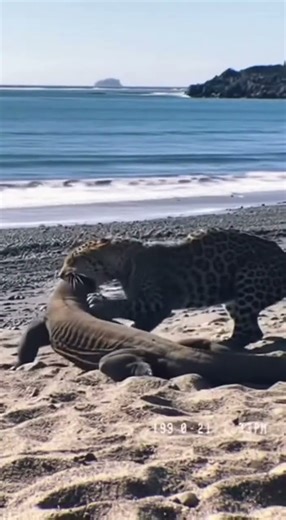 Komodo dragon vs leopard #wildlife #animals #shorts