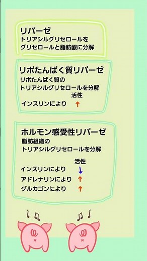#リポたんぱく質リパーゼ と #ホルモン感受性リパーゼ #管理栄養士国家試験