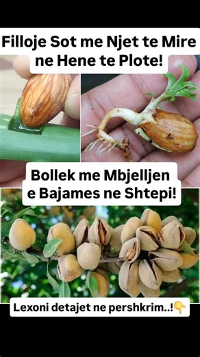 Edmond Vlashaj on Instagram: "💛💜🙏Filloje Sot me Njet te Mire ne Hene te Plote! 💛💜🙏Bollek me Mbjelljen e Bajames ne Shtepi! 🌱 Si të Rritni Bajame nga Fara në Mënyrën më Natyrale! 🌱 Një proces i thjeshtë, i bukur dhe plot energji të gjelbër për shtëpinë tuaj ✨🍃 🥜 Hapat Magjikë të Kultivimit 1️⃣ Zhytja e farave Vendosni bajamet e papërpunuara në ujë për 48 orë. (Ky hap zgjidh guaskën dhe zgjon farën 🌊) 2️⃣ Stratifikimi natyral Mbështillini në një peshqir letre të lagur dhe futini në frig
