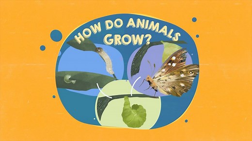 Animals - How do animals grow?