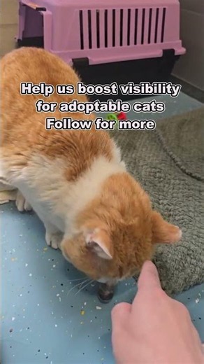 Benin the Orange & White Tabby