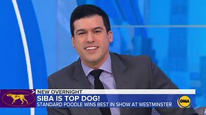 Standard Poodle wins Best in Show