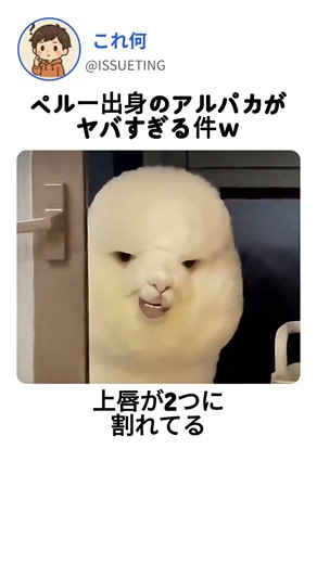 アルパカのジャンプが予想外すぎる件 #アルパカ #かわいい #動物