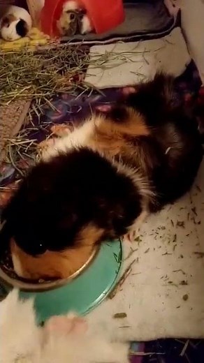 My guinea pig is wheezing- what Can I do?