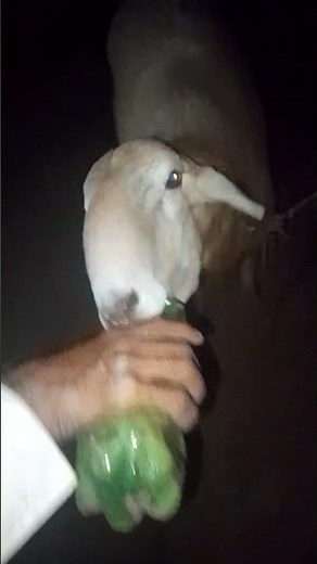 Adorable Sheep 🐑 Cutest Moments Ever Sheep video Chat