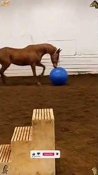 I Wasn’t Ready For This Horse Reaction 🤣#1#millionviews #funny #trending #yt #viralshorts