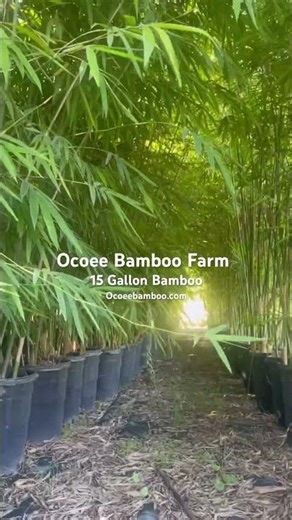 15 Gallon Clumping Bamboo for Sale | Fast Growing Privacy Hedge Plants in Florida |Ocoee Bamboo Farm