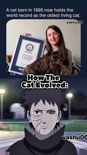 How the cat evolved
