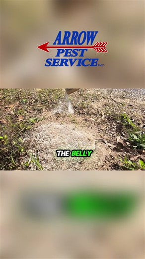 You’ve probably tried everything from home remedies to backyard experiments—but the ants are still winning. Let Arrow do the work (no breakfast foods required). 😅 👉 Call the pros who actually make it disappear! (850) 771-4746 #ArrowPestService #ByeBugs #FireAnts #PestControlHumor #BayCountyFlorida #EmeraldCoast #Florida | Arrow Pest Service