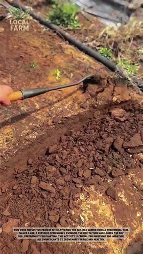 Traditional Gardening: Cultivating Soil with a Hoe (Authentic Method)