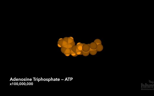 生命活动离不开的能源原料——ATP使用中