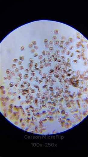 Carson MicroFlip 100x to 250x Pocket Microscope #carson #microflip #pocketmicroscope #microscope