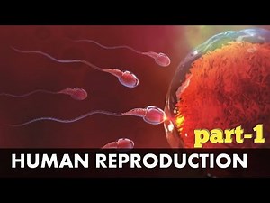 Sexual reproduction in human beings -1