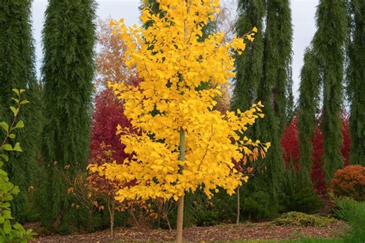 Ginkgo Biloba ‘saratoga’, Male, Grafted Tree 1 Year Old - Etsy