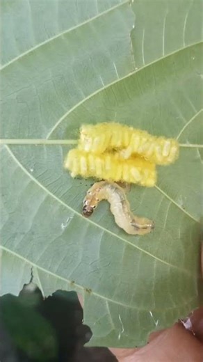 #pupa and larva of moth fly#short video