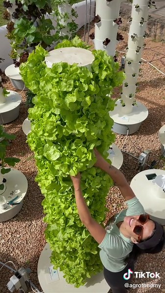 Outdoor vertical farming with aeroponic towers #towergarden #aeroponics #hydroponics #agriculture #farming #hydroponicsystem #verticalfarming #urbanfarming #gardening #towerfarms