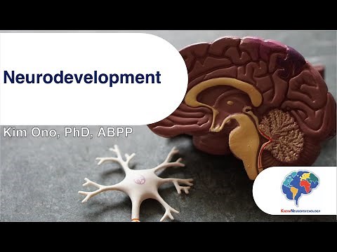 The Neuroanatomy of Neurodevelopment