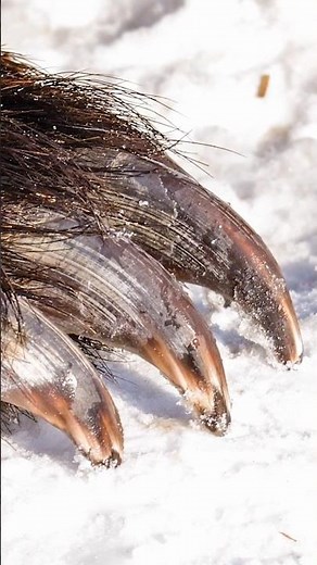 Are Bear Claws Razor Sharp?