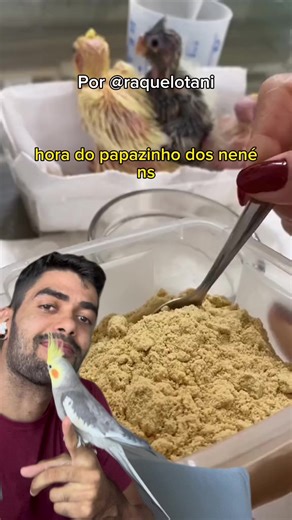 Como Preparar Papinha Caseira para Calopsitas