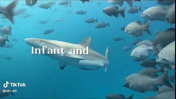 Understanding Sharks: Misunderstood Creatures of the Sea