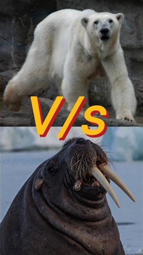 Polar bear vs Walrus - कौन ज्यादा खतरनाक हैं?😱🔥 Dangerous vs Dangerous part 07#facts#animals#yt