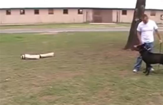 #K9 #POLICE #FUNNY #DOG #VIRAL #FYP #322 | K9 BANG