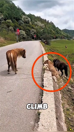 This Brave Little Horse Wouldn’t Give Up #horse #shorts