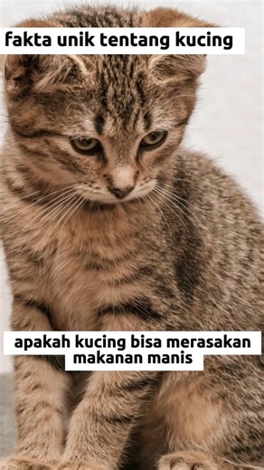apakah kucing bisa merasakan makan manis?