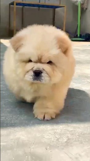 Imported w Puppies for Sale 🐶 | Premium Breed | Limited Stock