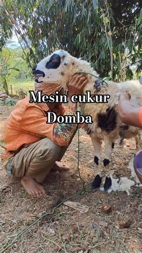Kambing Garut #domba #dombahamil #goat #pedagangdombagarut #farming