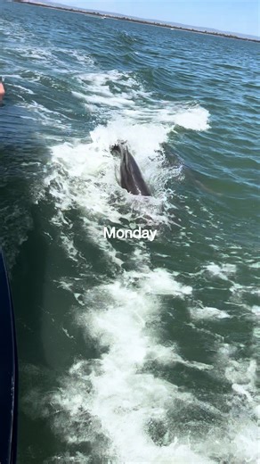 Every Day’s a Dolphin Day 🐬🩵 Out on the water here in Mandurah, dolphin sightings aren’t just a lucky moment, they’re part of everyday life 🙌 Hop on our Dolphin Cruise & Views Tour or Giant & Dolphin Sightseeing Cruise, where dolphin sightings are guaranteed. Our expert crew know these waters inside and out, giving you the best chance to see dolphins in their natural habitat while soaking up the stunning waterways. And if the dolphins decide to be shy? We’ve got you covered! If you don’t see 