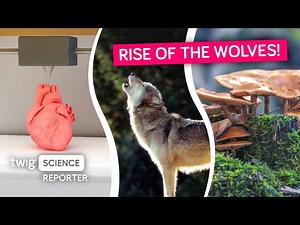 Twig Science: Wolf Numbers on the Rise
