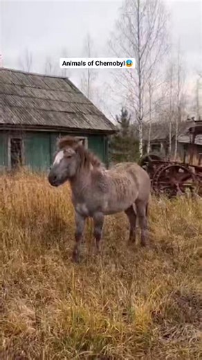 105K views · 1.6K reactions | Chernobyl’s wildlife has adapted in ways no one expected. This wild horse is part of a population that continues to survive in the exclusion zone proving nature is stronger than we think. #ChernobylAnimals #ExclusionZone #WildlifeUncovered #AbandonedPlaces #NatureStrikesBack #ForgottenWorld #WildHorses #PostApocalypticNature #AnimalDocumentary #ReelsUSA | Bio Realm | Facebook
