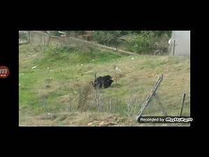 Pit Bull vs Rottweiler (dog real fight)