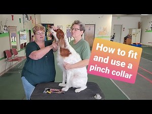 How to use a pinch or prong collar on your dog