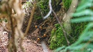 State entomologists find Asian giant hornet nest, plan to eradicate it next week