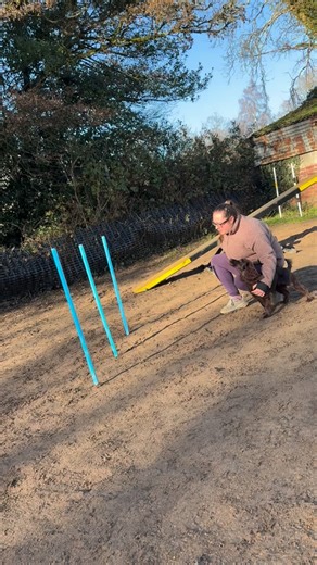 Back to our 3-pole weave work after the Christmas break ❄️ Started with a quick recap, then tried some new angles and finished with me standing. Really pleased with how well Ruma remembered it! | CC Agility