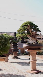 Welcome to S-Cube #bonsai | Bonsai Empire