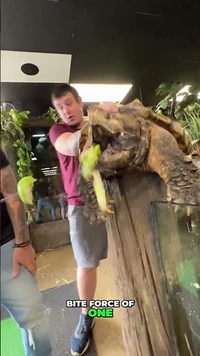 World’s Most Dangerous Turtle